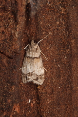 Eudonia choristis