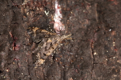 Isonomeutis amauropa