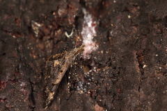 Isonomeutis amauropa