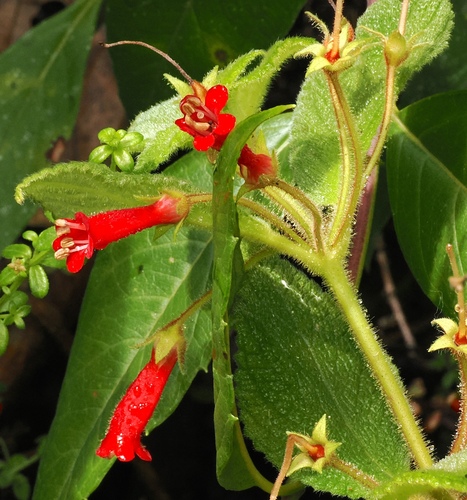 Heppiella ulmifolia, photograph 2