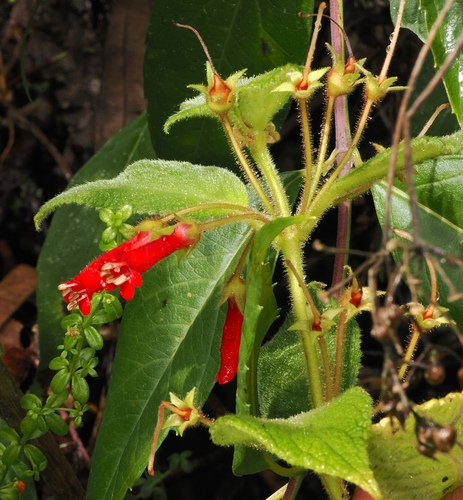 Heppiella ulmifolia, photograph 3