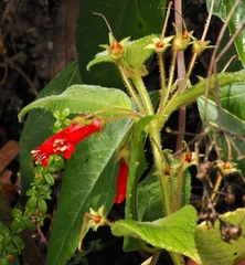 Heppiella ulmifolia, photograph (c) desertnaturalist, some rights reserved (CC BY)