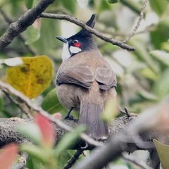 Pycnonotus jocosus