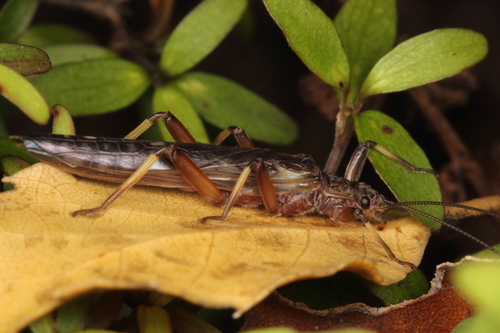 Zelandoperla fenestrata photo 4