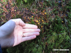 Mycena strobilinoidea