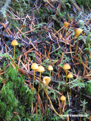 Mycena strobilinoidea