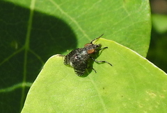 Platystoma