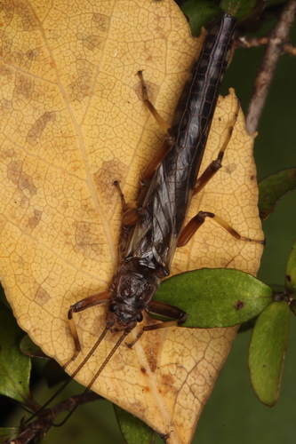 Zelandoperla fenestrata photo 3