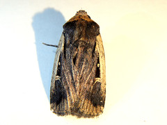 Proteuxoa tortisigna