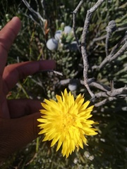 Lachnaea aurea