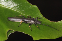 Austroperla cyrene