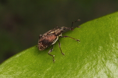 Rhopalomerus
