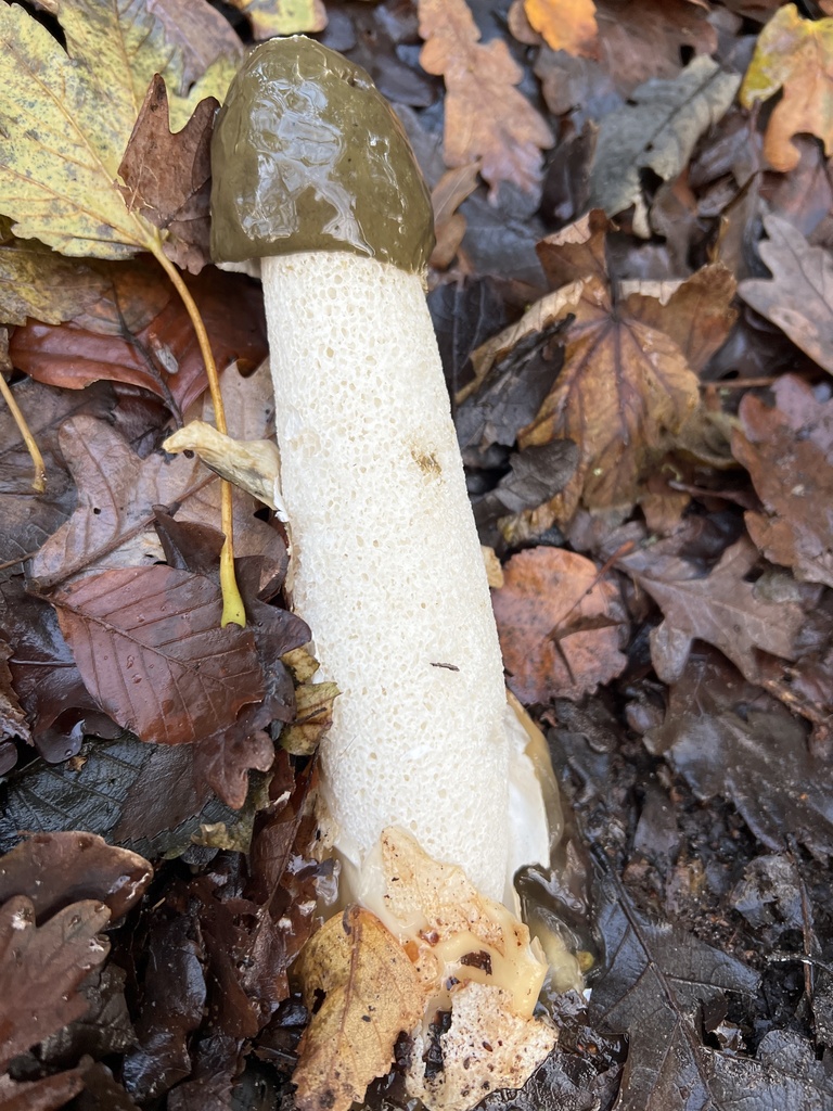 Phallus impudicus · December 2025 · photo: © kate-wirral (iNaturalist, cc0)