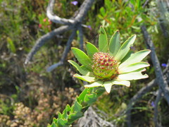 Leucadendron elimense elimense