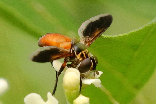 Unknown species found near National Butterfly Center, Mission, TX