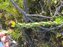 Leucadendron elimense elimense