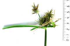 Cyperus textilis