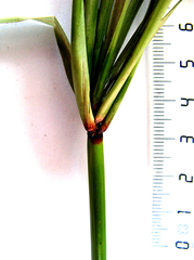 Cyperus textilis