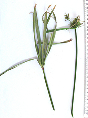 Cyperus textilis
