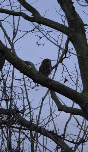 View observation of {o.common_name} on iNaturalist