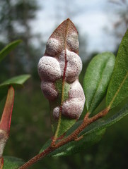 Exobasidium cassandrae