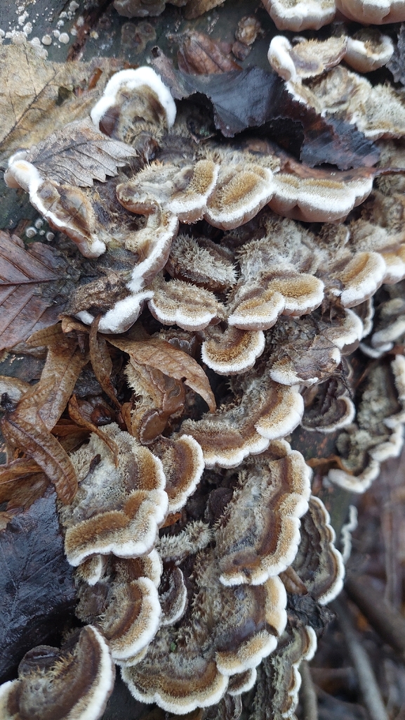 Auricularia mesenterica · December 2025 · photo: © viktorstrenada (iNaturalist, cc-by)
