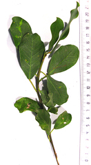 Ficus burtt-davyi