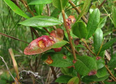 Exobasidium cassandrae