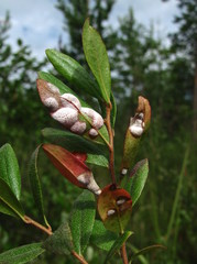 Exobasidium cassandrae
