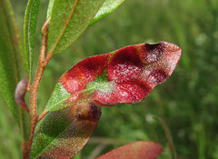 Exobasidium cassandrae