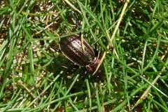 Carabus arvensis
