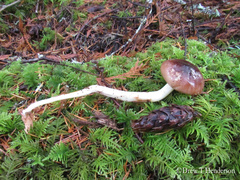Rhodocollybia oregonensis