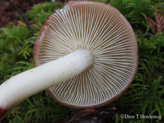 Rhodocollybia oregonensis