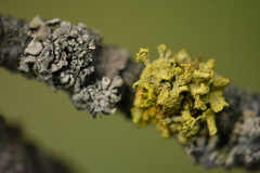 Vulpicida canadensis