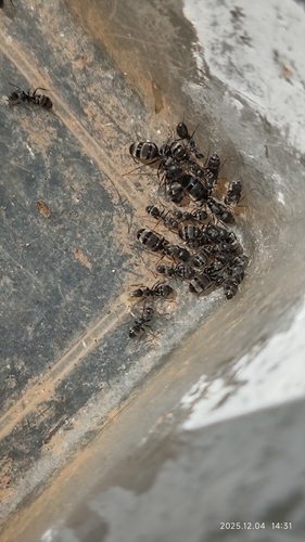 宾氏弓背蚁Camponotus binghamii