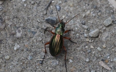 Carabus auratus