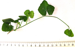 Kedrostis nana