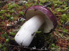 Russula occidentalis