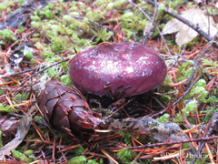 Russula occidentalis