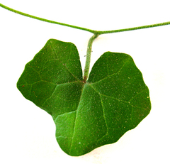 Kedrostis nana