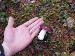 Russula occidentalis