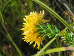 Lachnaea aurea