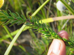 Lachnaea aurea