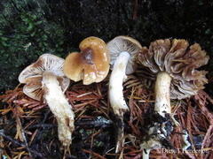 Cortinarius collinitus