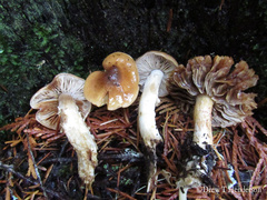 Cortinarius collinitus