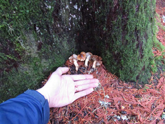 Cortinarius collinitus