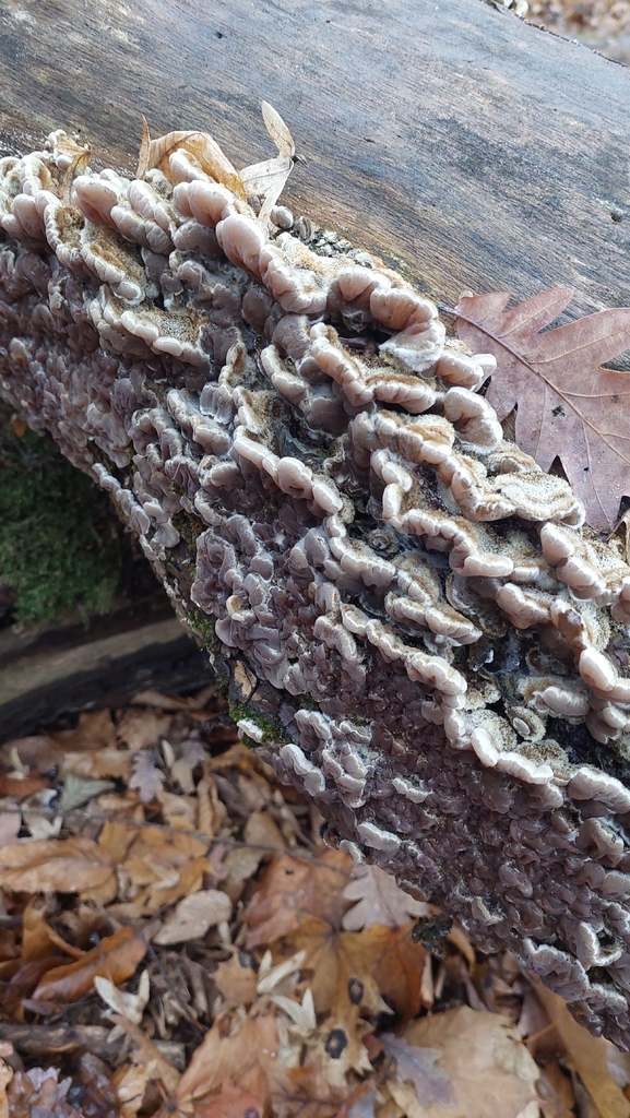 Auricularia mesenterica · December 2025 · photo: © viktorstrenada (iNaturalist, cc-by)
