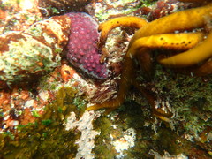 Alcyonidium nodosum