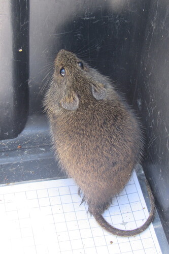 Southern African Vlei Rat