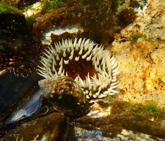 Bunodactis reynaudi